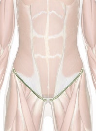 The Inguinal Ligament