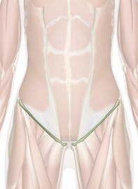 The Inguinal Ligament