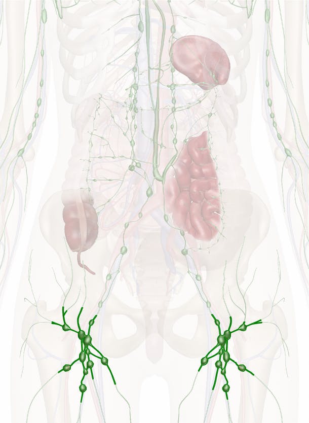 The Inguinal Lymph Nodes: Anatomy and 3D Illustrations