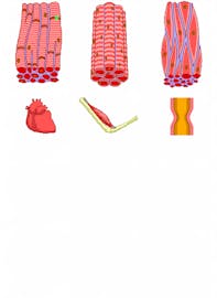 Intercalated Discs: Heart Cell Connection & Signal Transmission