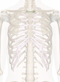 Interclavicular Ligament
