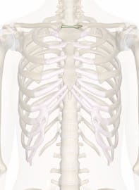 Interclavicular Ligament