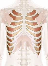 The Intercostal Muscles