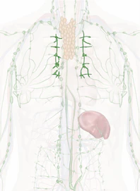 Intercostal Nodes