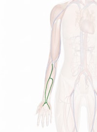 Intermediate Antebrachial Vein