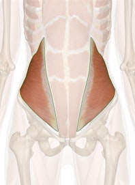 Internal Abdominal Oblique Muscle