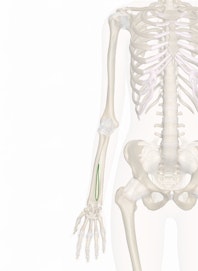 Interosseous Membrane of the Arm
