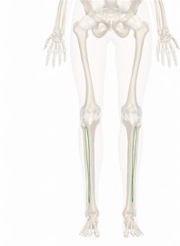 Interosseous Membrane of the Leg