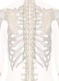 Intertransverse Ligaments