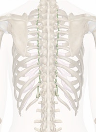 Intertransverse Ligaments