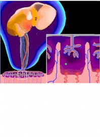 Intervillous Pool of Maternal Blood