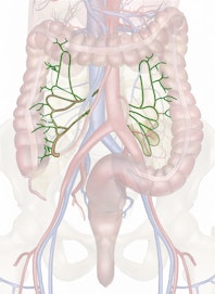 Intestinal Arteries
