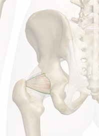 Ischiofemoral Ligament