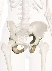 Ischium