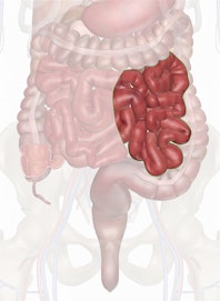 The Jejunum