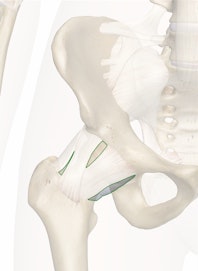 Joint Capsule of Hip