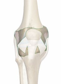 Joint Capsule of Knee
