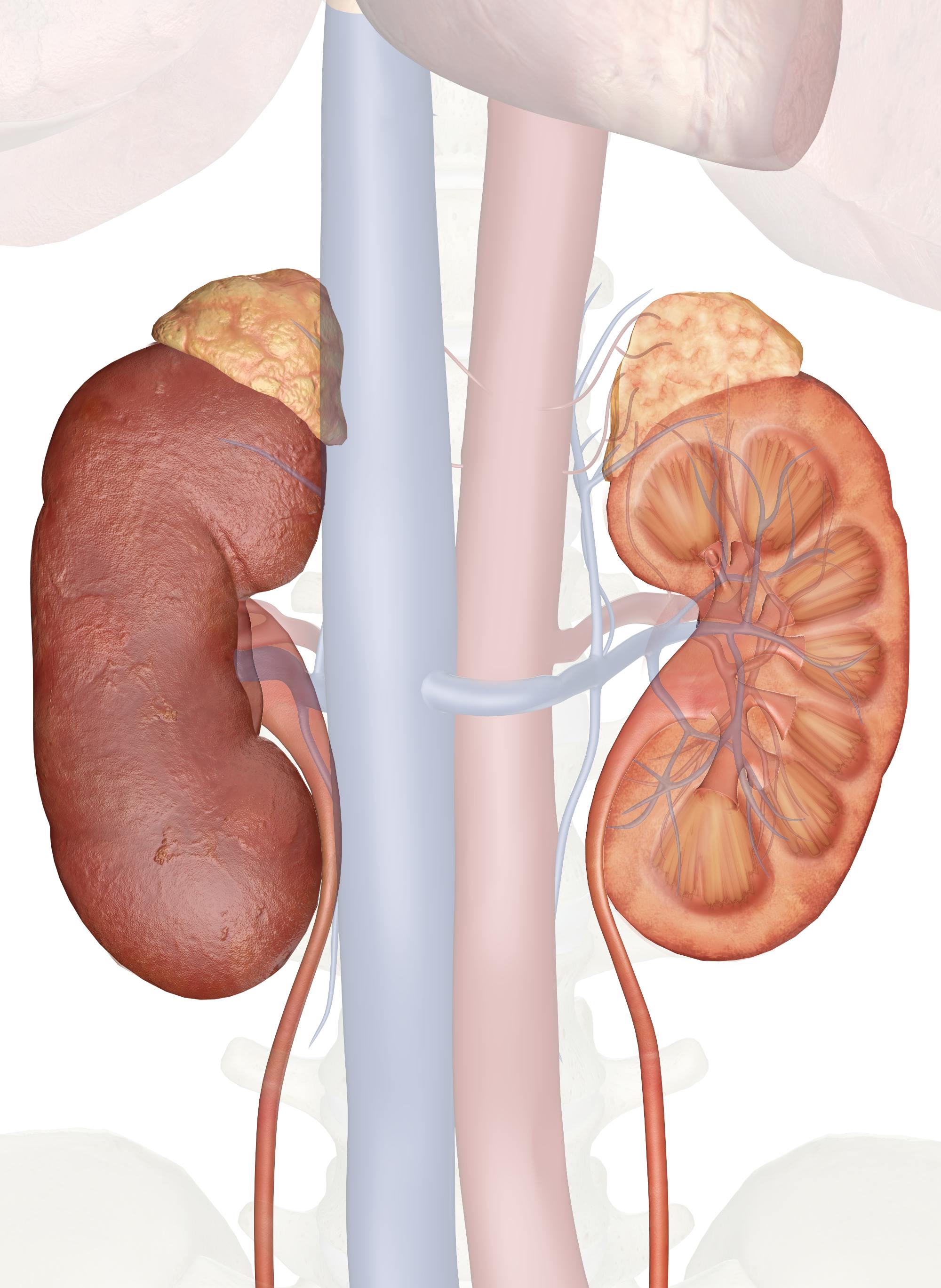 what is kidney wikipedia