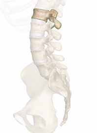 The L1 Vertebra