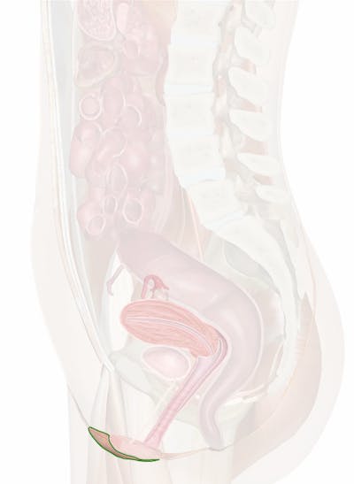 Components Vulva Mons Pubis Labia Majora Stock Illustration