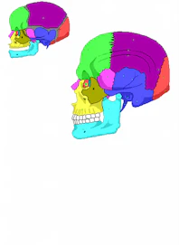 Lacrimal Bone