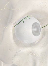 Lacrimal Nerve