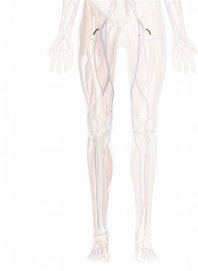 Lateral Circumflex Femoral Artery