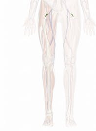 Lateral Circumflex Femoral Artery