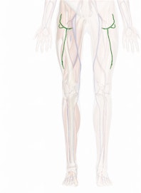 Lateral Circumflex Femoral Vein