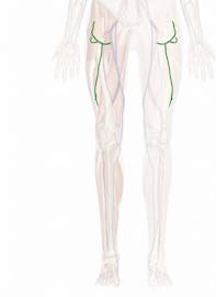 Lateral Circumflex Femoral Vein