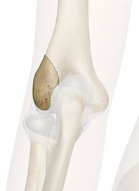 Lateral Epicondyle of Humerus