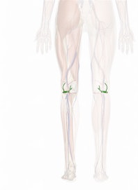 Lateral Inferior Genicular Artery