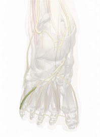 Lateral Plantar Nerve