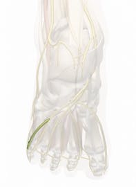 Lateral Plantar Nerve