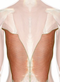 The Latissimus Dorsi