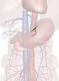 Left Gastric Artery