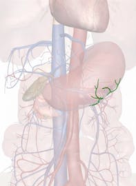 Left Gastroepiploic Artery