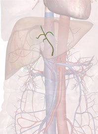 Left Hepatic Artery