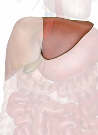 Left Lobe of Liver