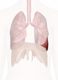 Left Lower Lobe of Lung