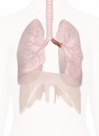 Left Main Bronchus (Primary)