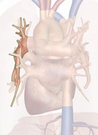 Left Pulmonary Artery