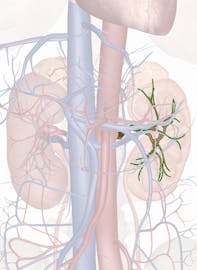 Left Renal Artery