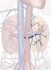 Left Renal Vein