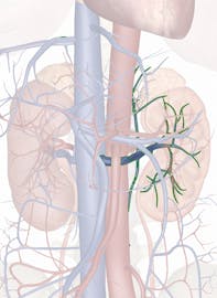 Left Renal Vein