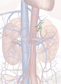 Left Suprarenal Arteries