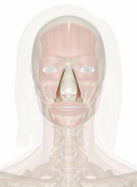 Levator Labii Superioris Alaeque Nasi Muscle