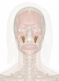 Levator Labii Superioris Muscle