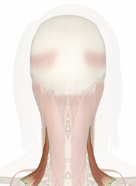 Levator Scapulae Muscle