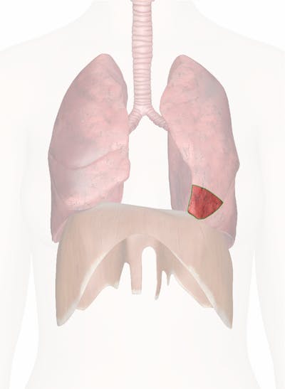 Lingula of Lung - Anatomy Pictures and Information